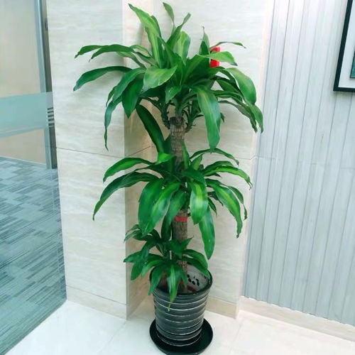 圖 別墅庭院花園設(shè)計施工園林園藝設(shè)計綠化工程養(yǎng)護(hù) 上海鮮花綠植