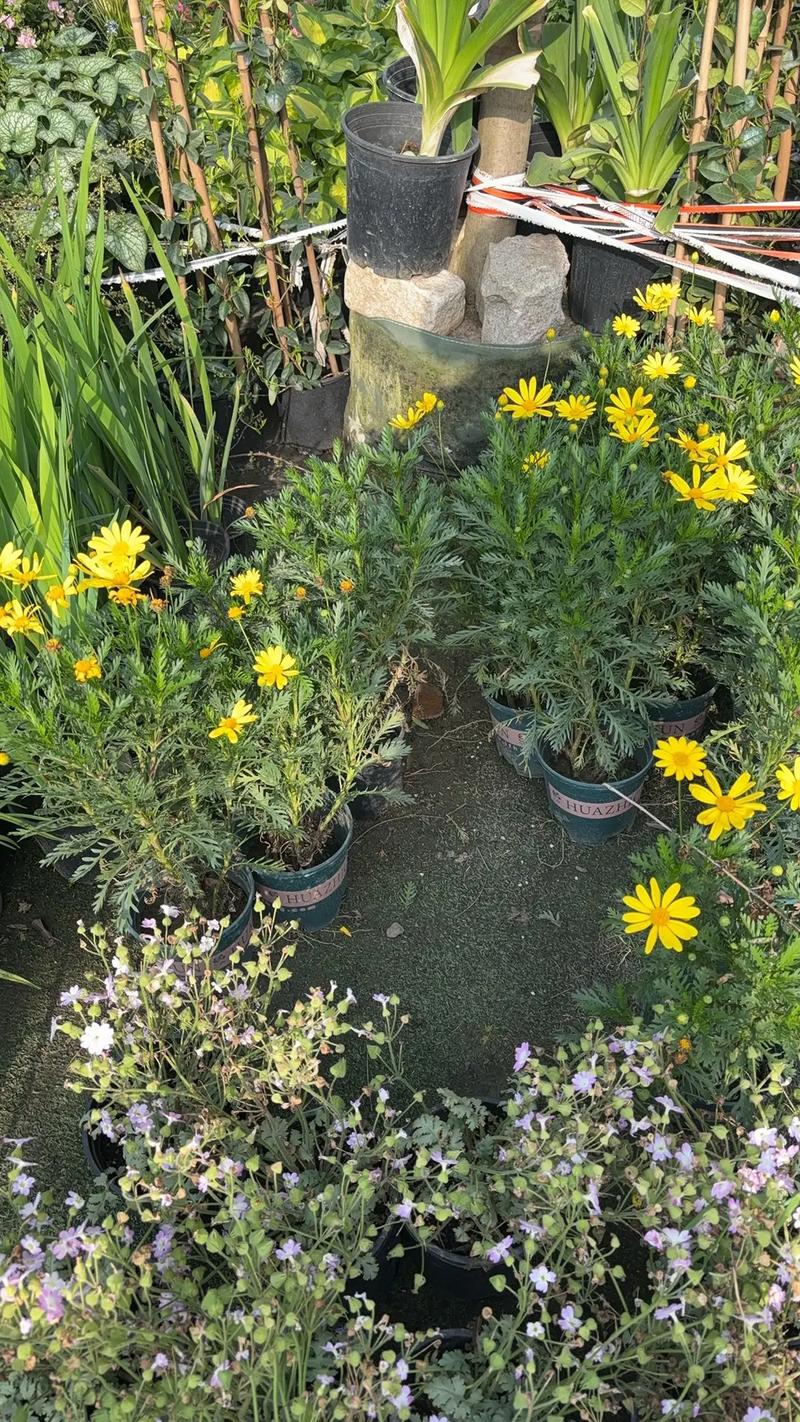 園林綠化工程苗木人 #全網(wǎng)搜索苗木有緣人 廠(chǎng)房綠化設(shè)計(jì)施工