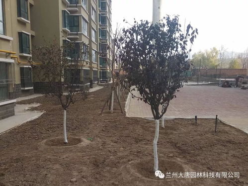 永登西太華 置地新城園林綠化工程現(xiàn)場