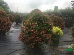 2017苗鄉行廣西線第二天,走進廣西深根園林工程