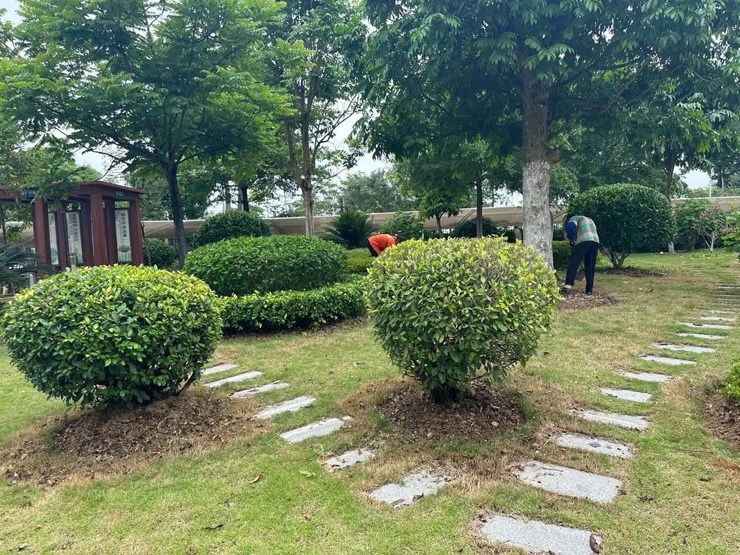 園林養護施工中#苗木種植基地 #園林綠化工程苗木人