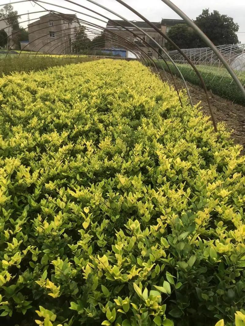 園林綠化工程苗木人 連接供需，筑造綠色與活力的空間